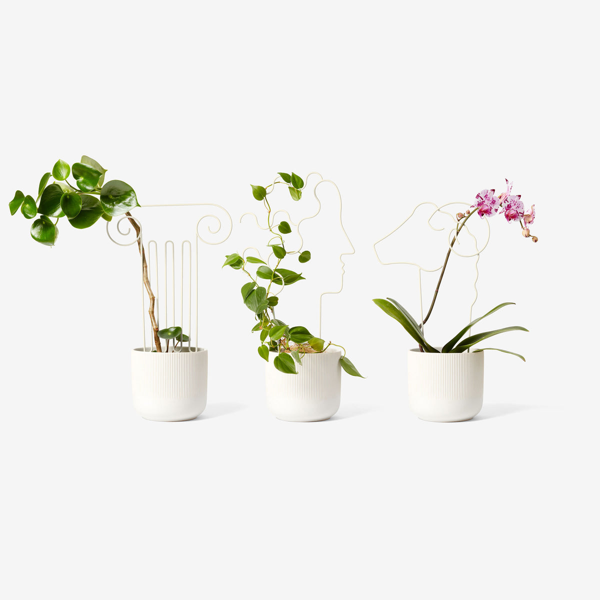 PLANT TRELLIS | Chen Chen & K. Williams | Areaware