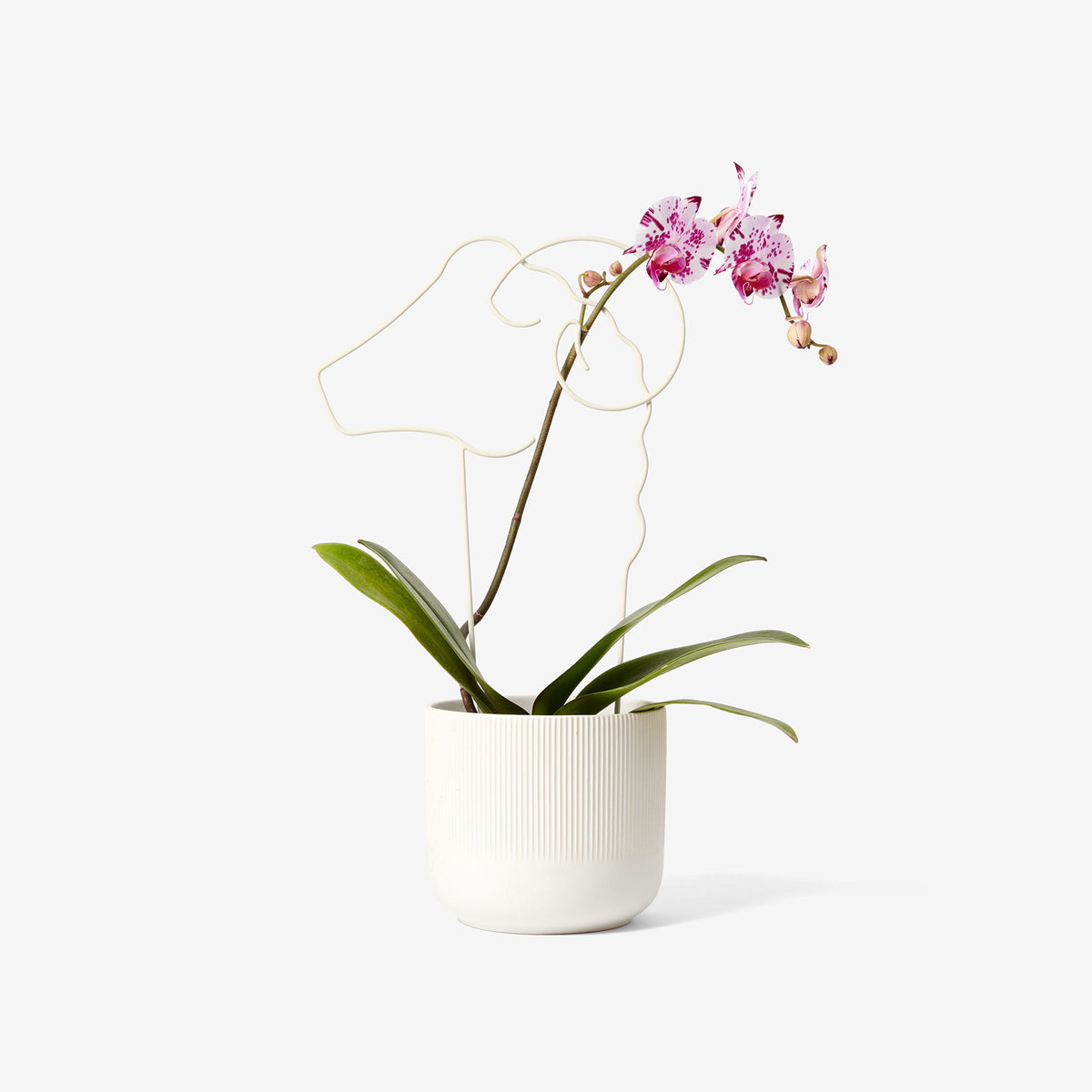 TREILLIS VÉGÉTAL | PLANTER DES ARBRES | Chen Chen et Kai Williams | Sont conscients