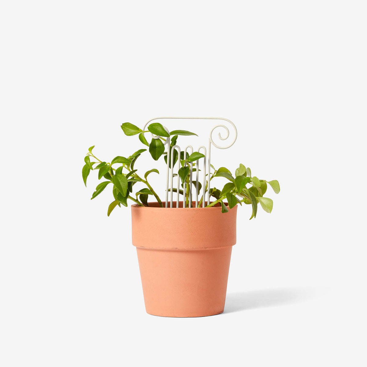 TREILLIS VÉGÉTAL | PLANTER DES ARBRES | Chen Chen et Kai Williams | Sont conscients