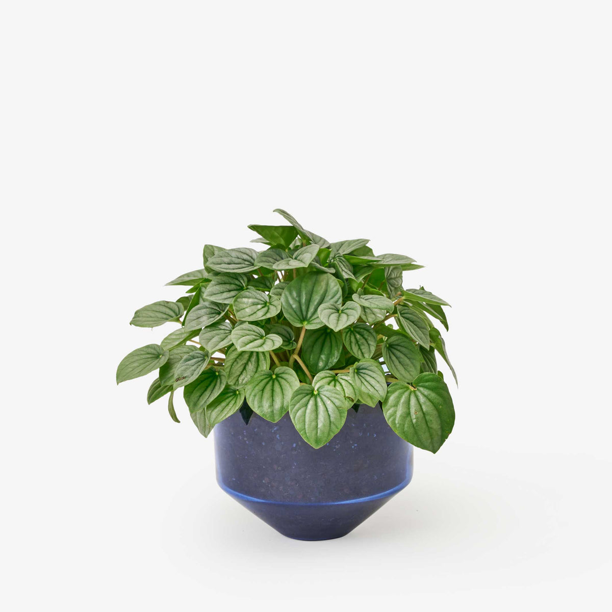 JARDINIÈRE MODÈLE TROIS | POT DE FLEUR ET JARDINIÈRE | D=15 cm | Sam Bigio | Sont conscients