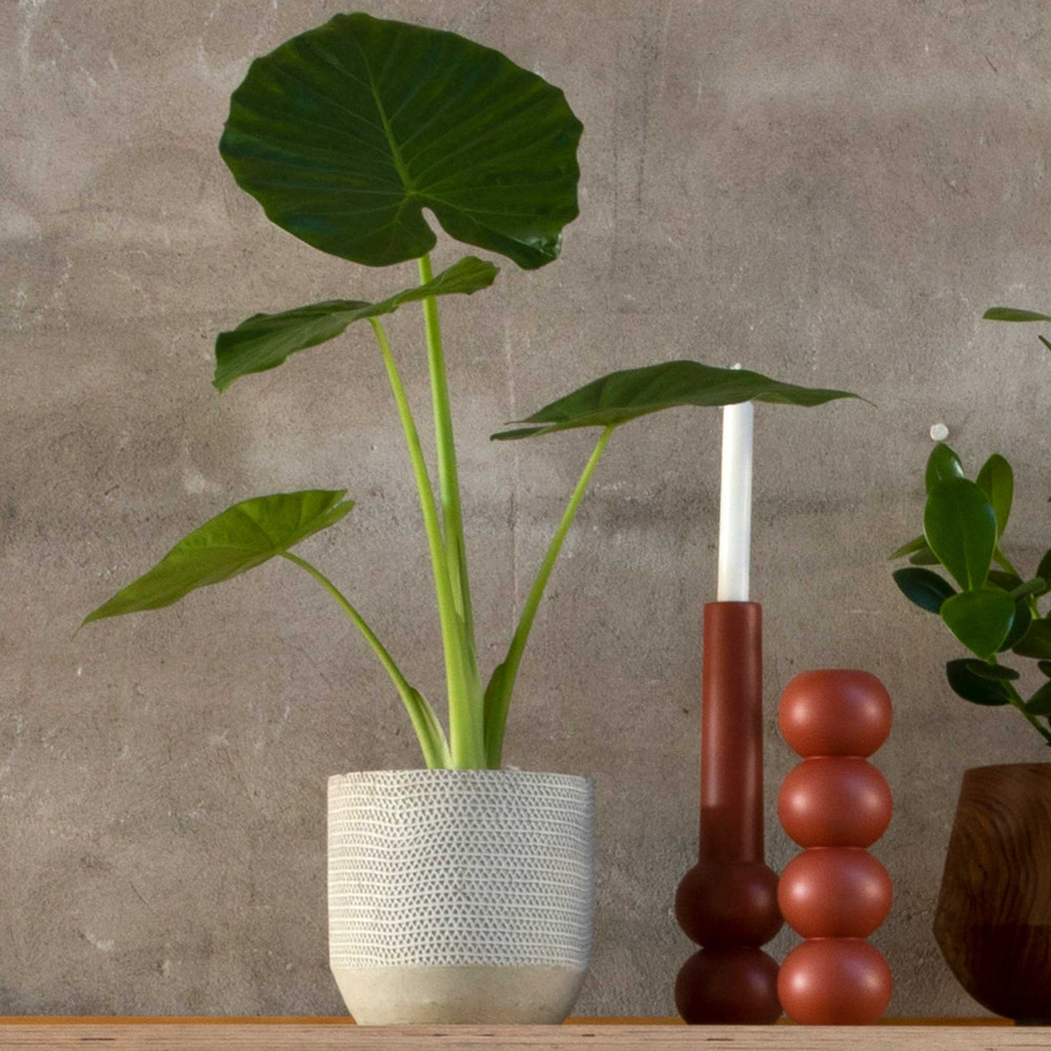 Kerzenhalter "Cone High" – Buche · 32 cm | Lemon Lily