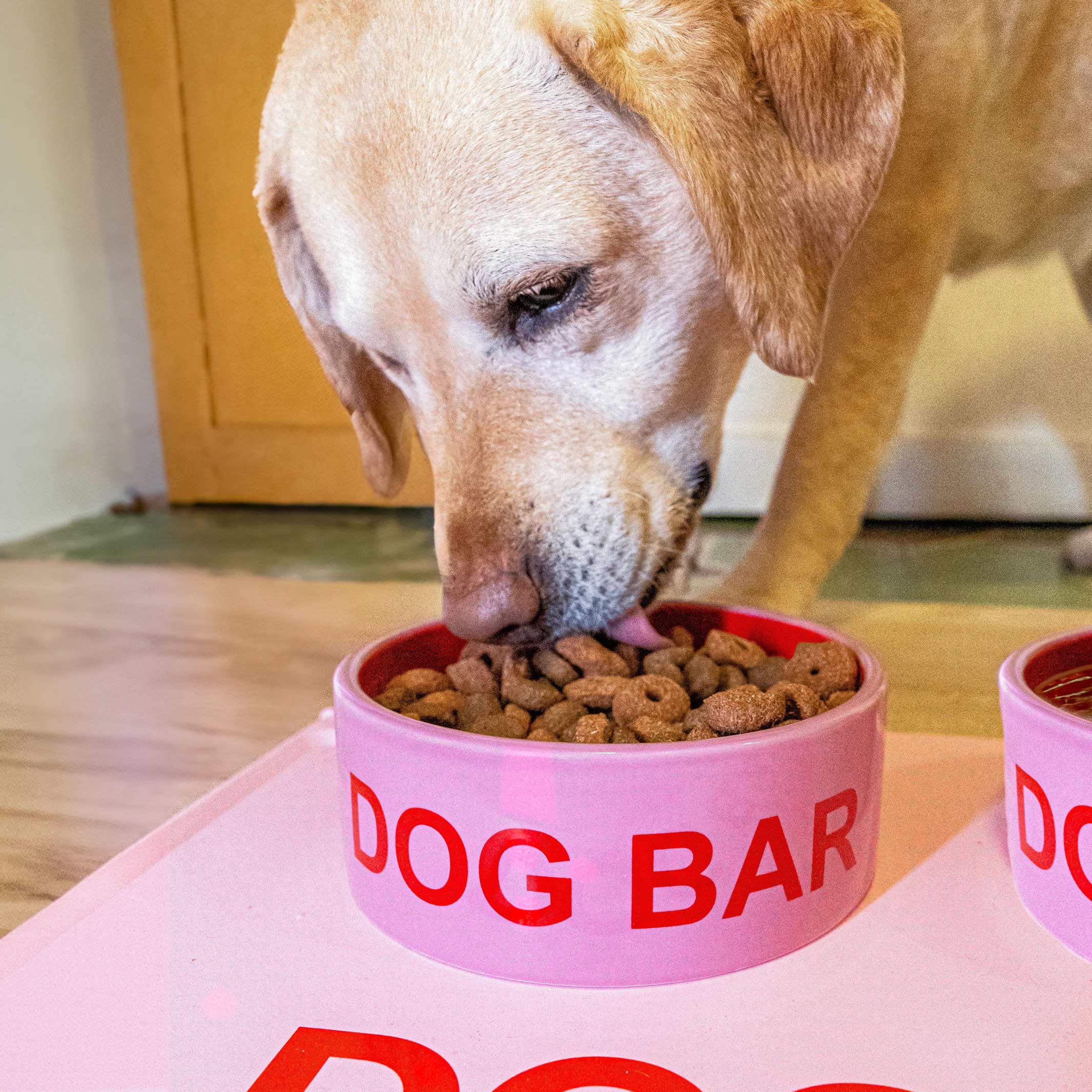 DOG BAR - Pink Food Bowl for Pets - D=16 cm | Fisura