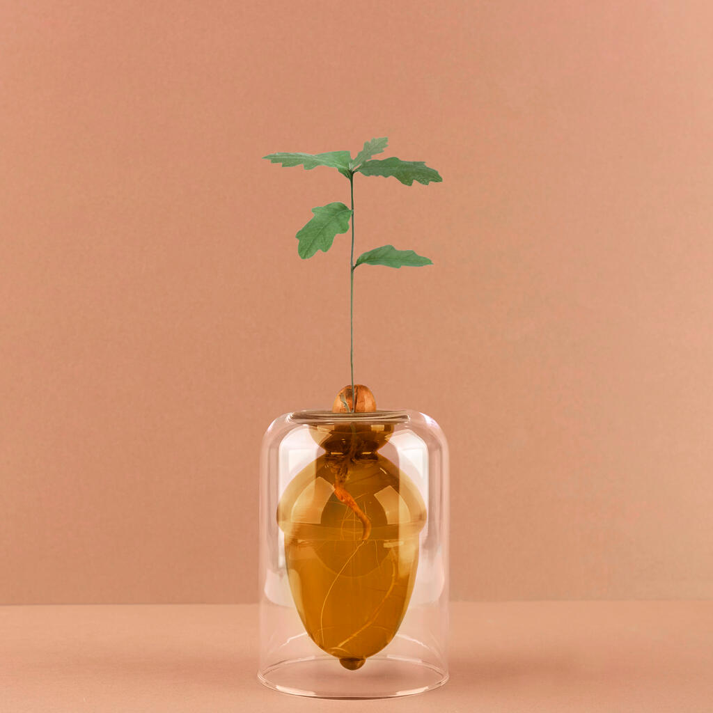 Keimglas "Acorn Vase" – Doppelwandig · 12 cm | Balvi