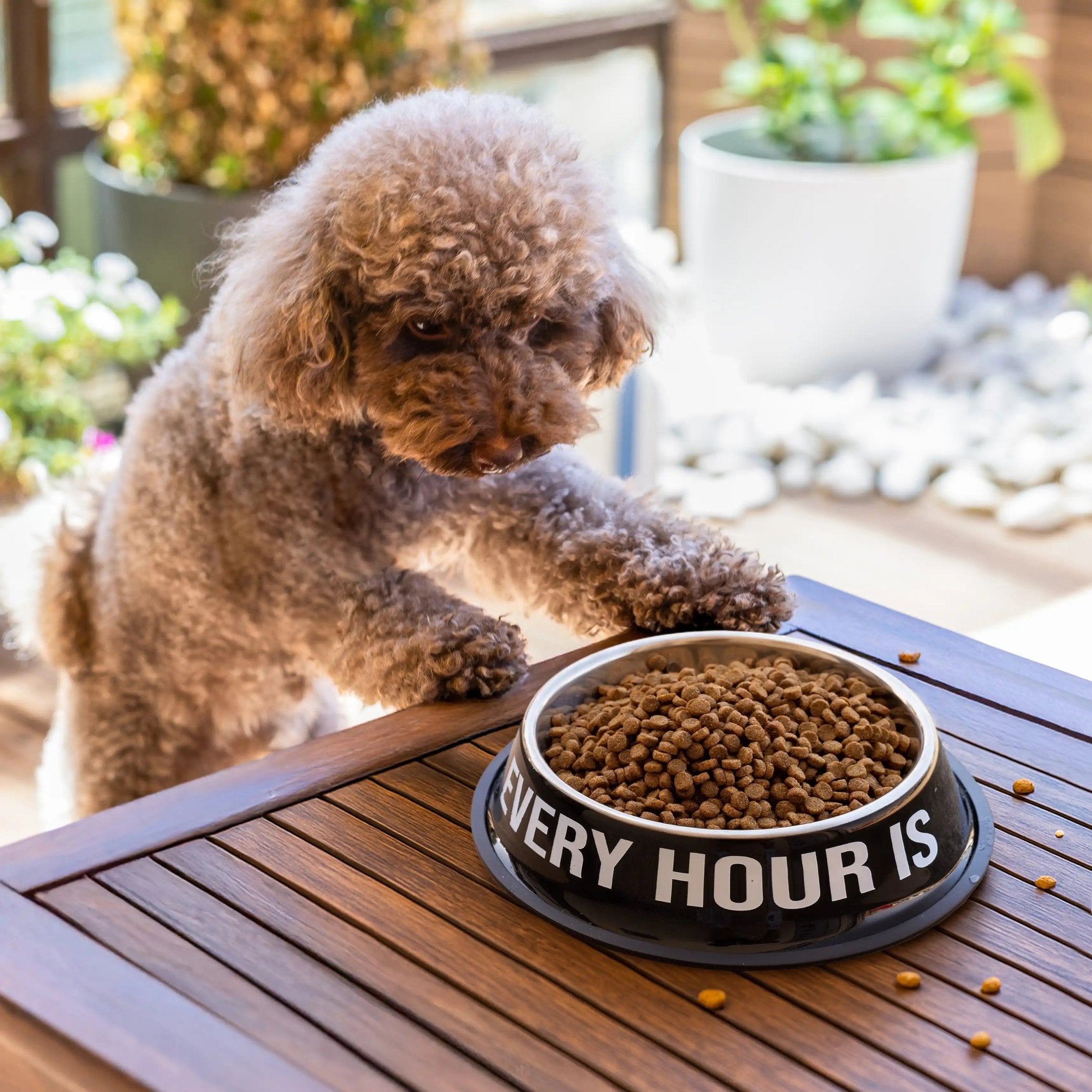 Dog Bowl Set "Happy Hour" – Stainless Steel · 500 + 1000 ml | Fisura