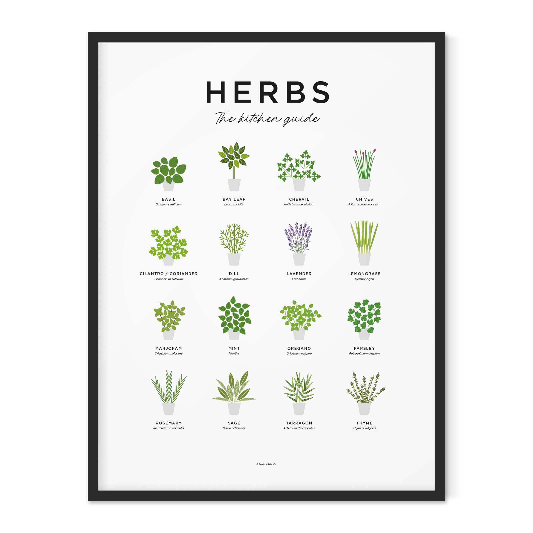 GUIDE DES HERBES - Affiche d'herbes 40x50 cm | Impression éternelle