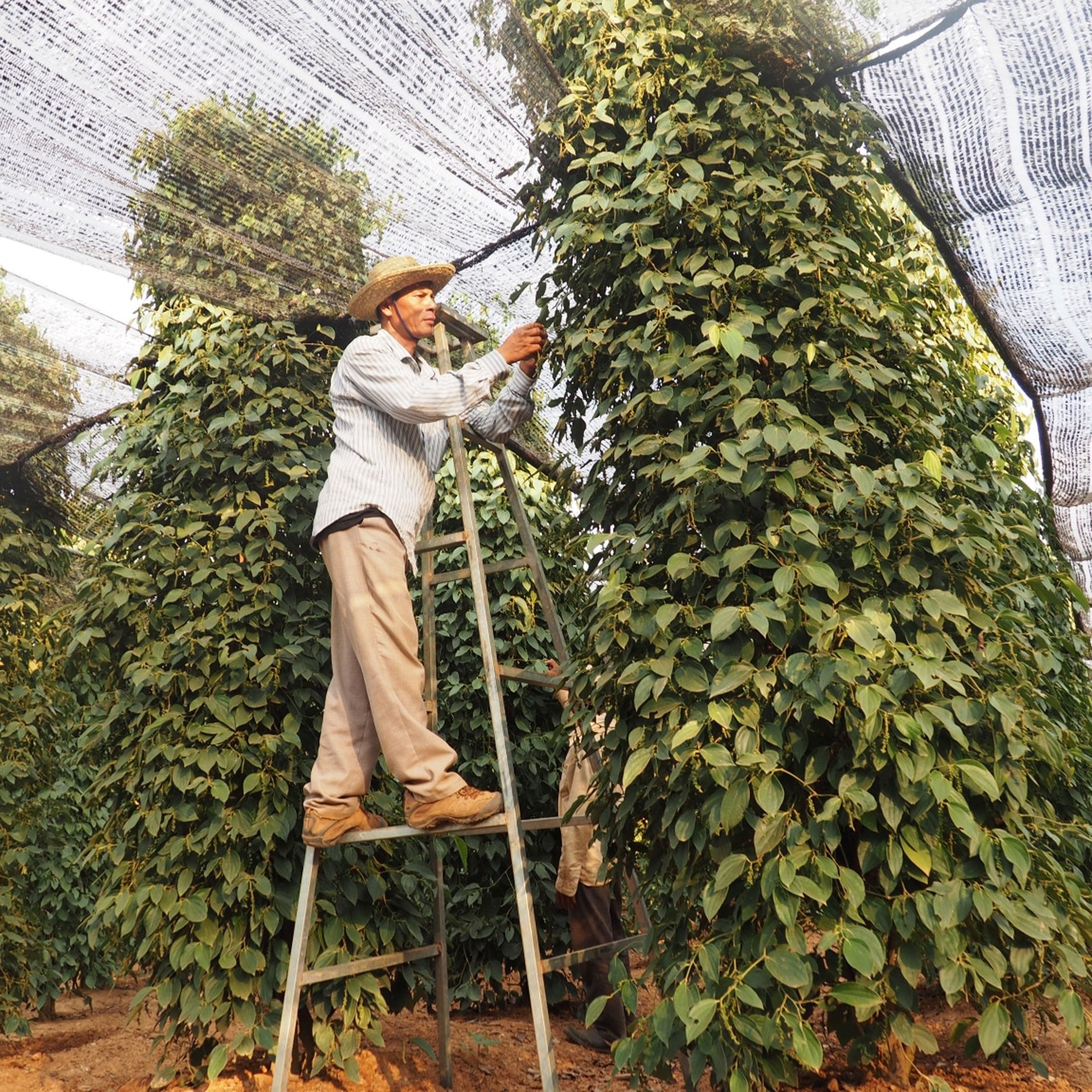 Fermentierter KAMPOT PEPPER | in Meersalz eingelegte PFEFFERKÖRNER | 50g in Aromaschutz-Beutel | Uncle's Pepperfarm
