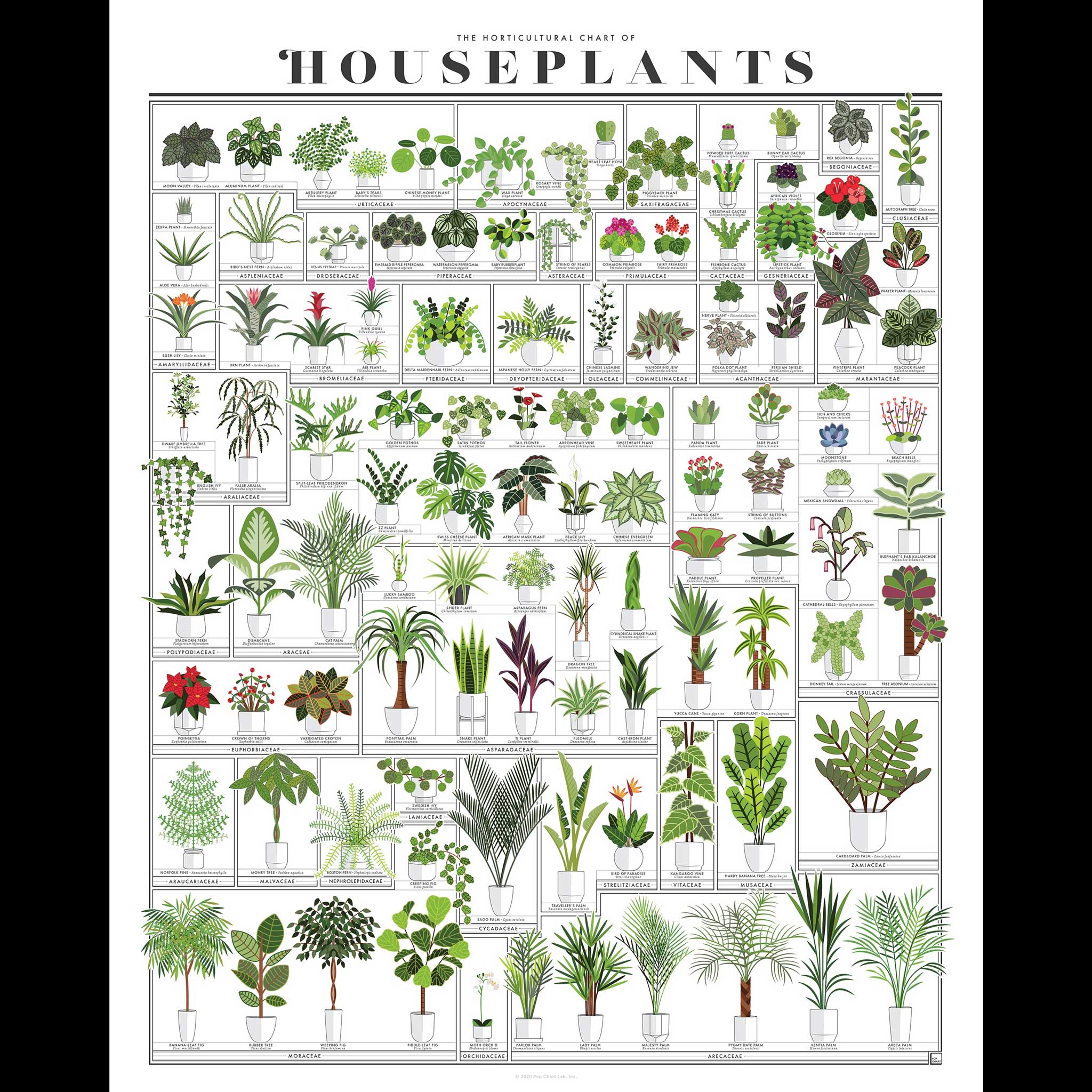 THE HORTICULTURAL CHART of HOUSEPLANTS | Infografik ZIMMERPFLANZEN POSTER | 41x51 cm | Pop Chart