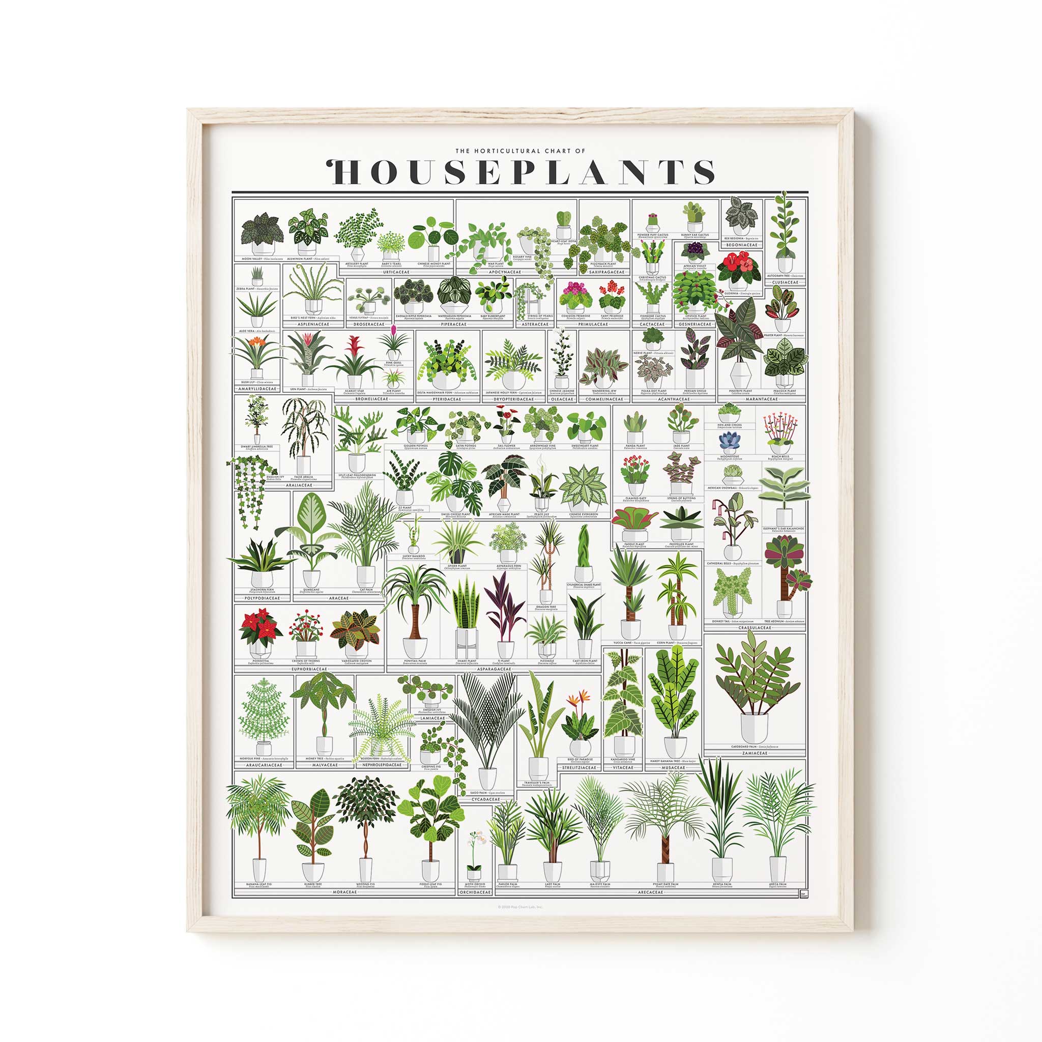THE HORTICULTURAL CHART of HOUSEPLANTS | Infografik ZIMMERPFLANZEN POSTER | 41x51 cm | Pop Chart