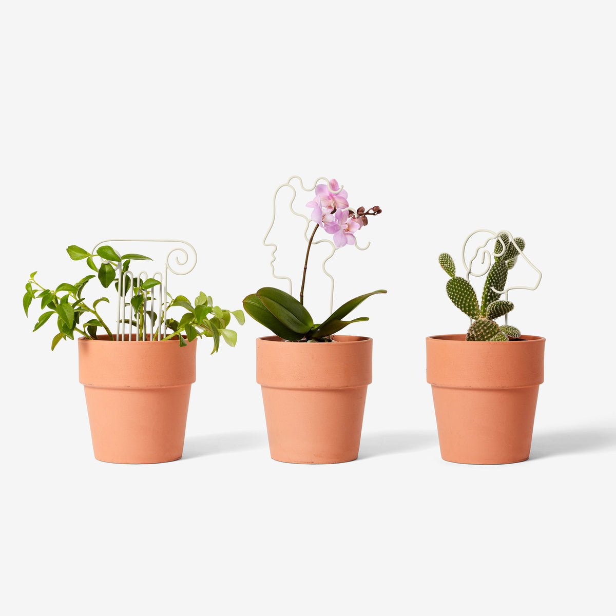 TREILLIS VÉGÉTAL | PLANTER DES ARBRES | Chen Chen et Kai Williams | Sont conscients