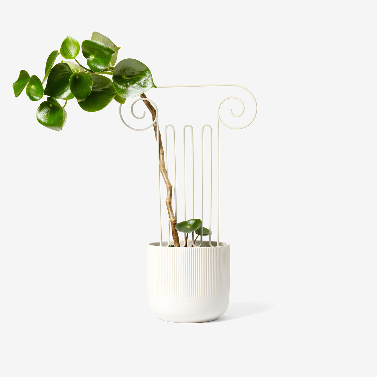 TREILLIS VÉGÉTAL | PLANTER DES ARBRES | Chen Chen et Kai Williams | Sont conscients
