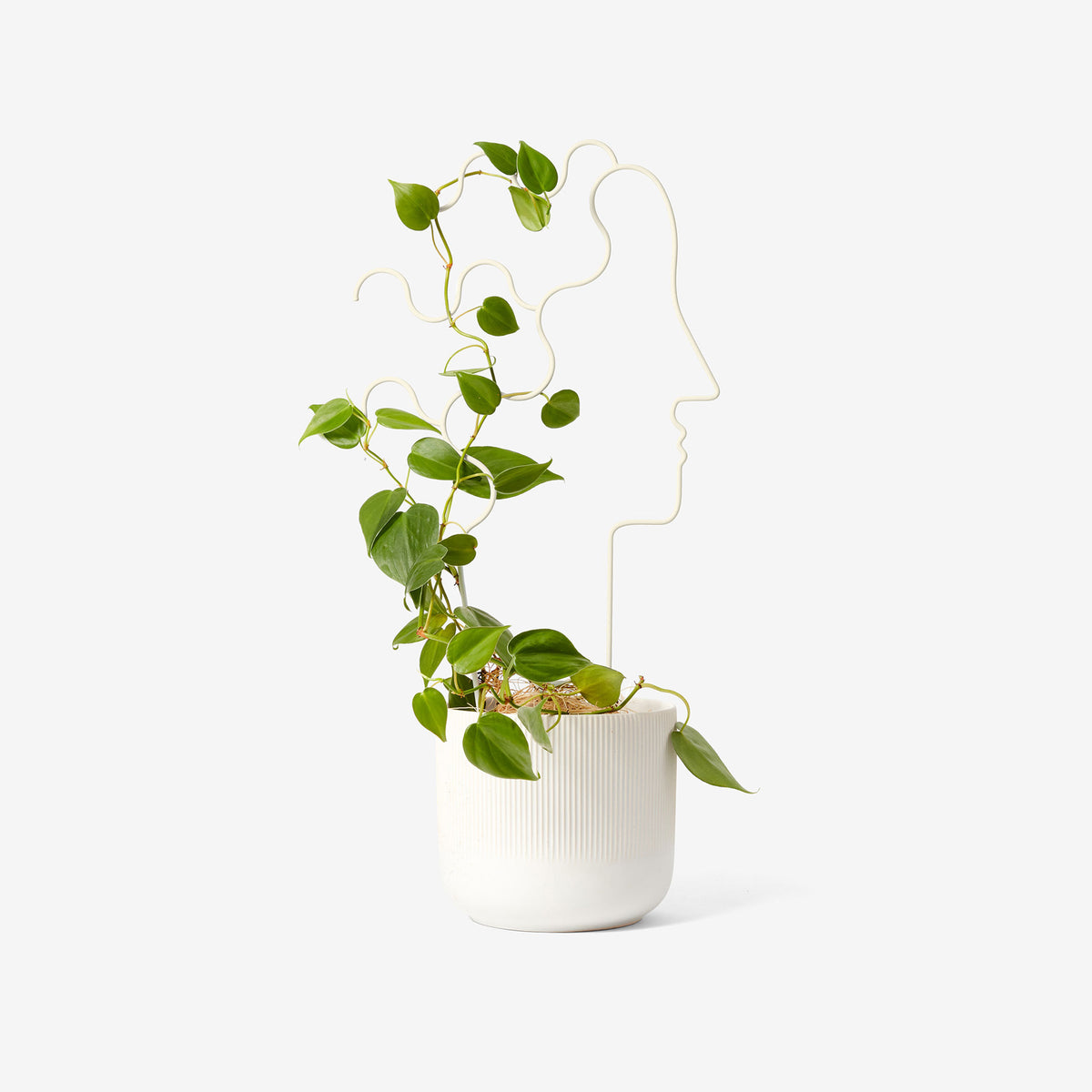 TREILLIS VÉGÉTAL | PLANTER DES ARBRES | Chen Chen et Kai Williams | Sont conscients