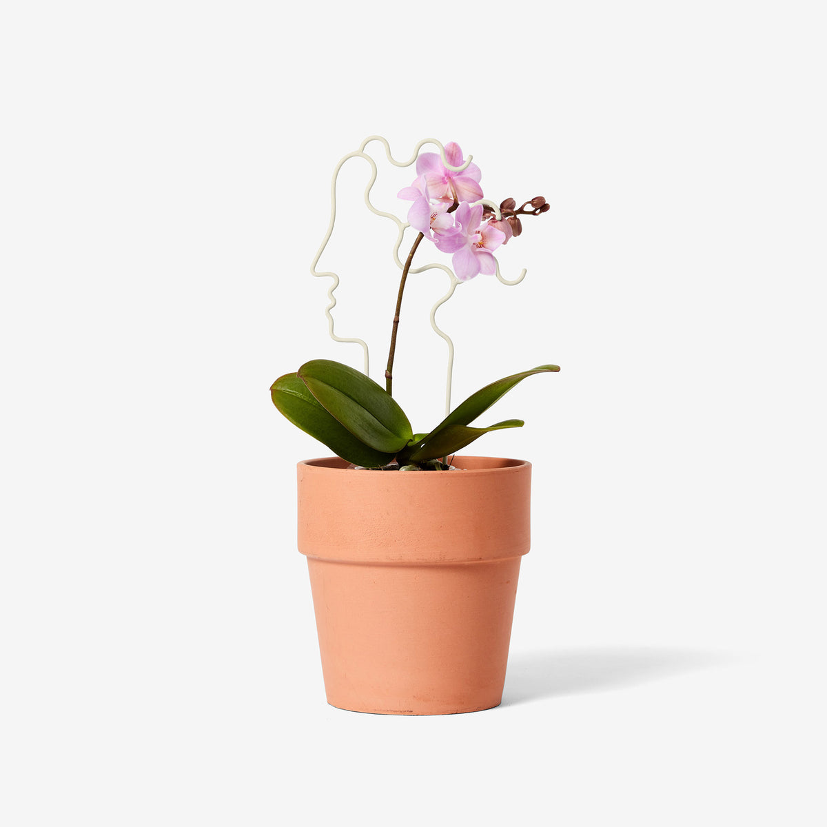 TREILLIS VÉGÉTAL | PLANTER DES ARBRES | Chen Chen et Kai Williams | Sont conscients