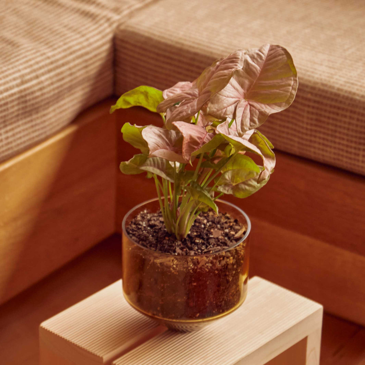 JARDINIÈRE MODÈLE TROIS | POT DE FLEUR ET JARDINIÈRE | D=15 cm | Sam Bigio | Sont conscients
