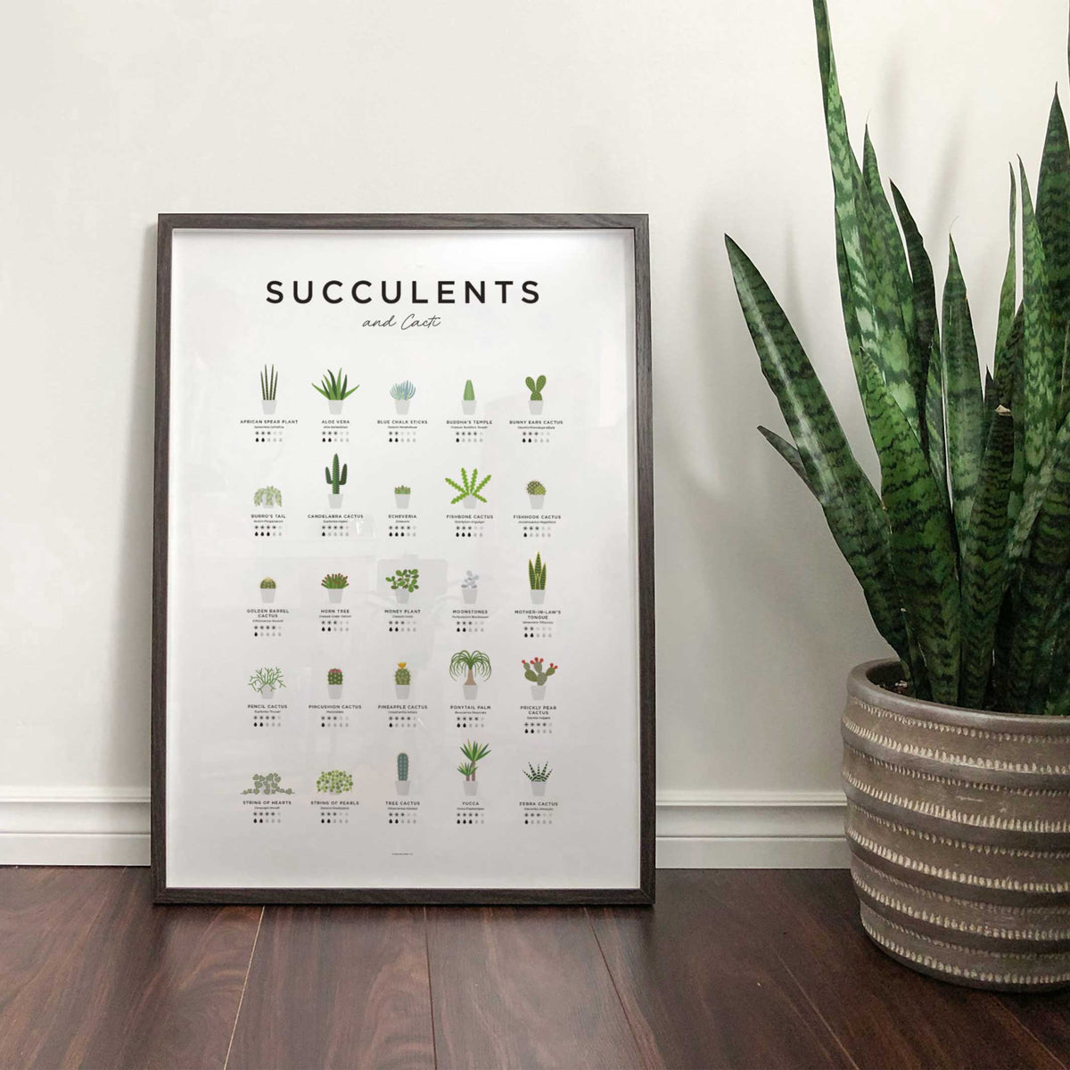 GUIDE DES SUCCULENTES ET DES CACTUS - Affiche Succulentes et Cactus 40x50 cm | Impression éternelle