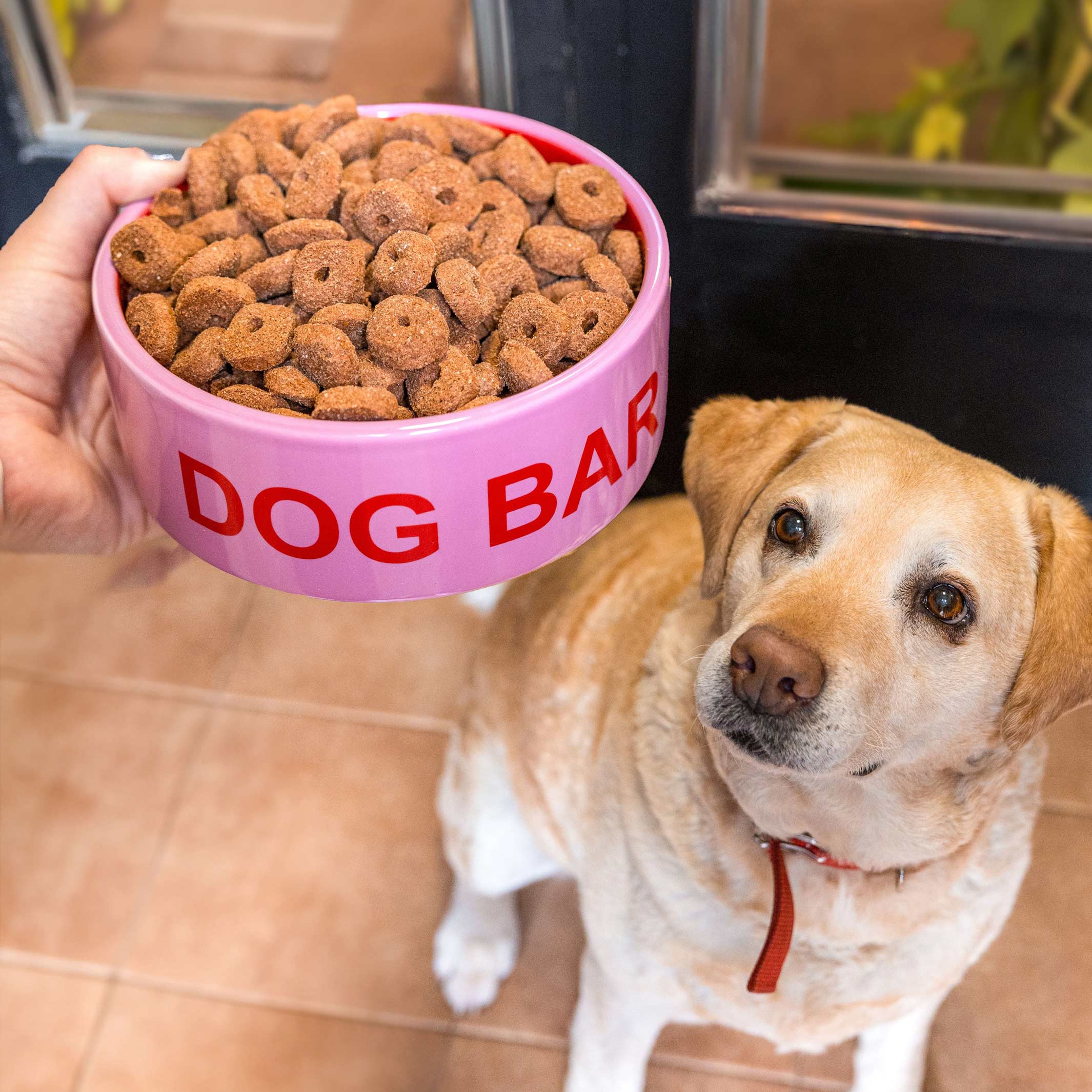 DOG BAR - Pink Food Bowl for Pets - D=16 cm | Fisura