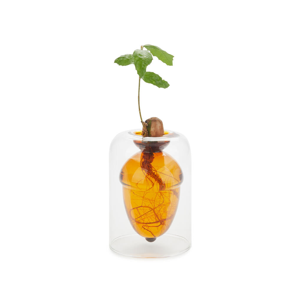 ACORN VASE - double-walled Seed Grower Jar with Acorn - H=12 cm | BALVI