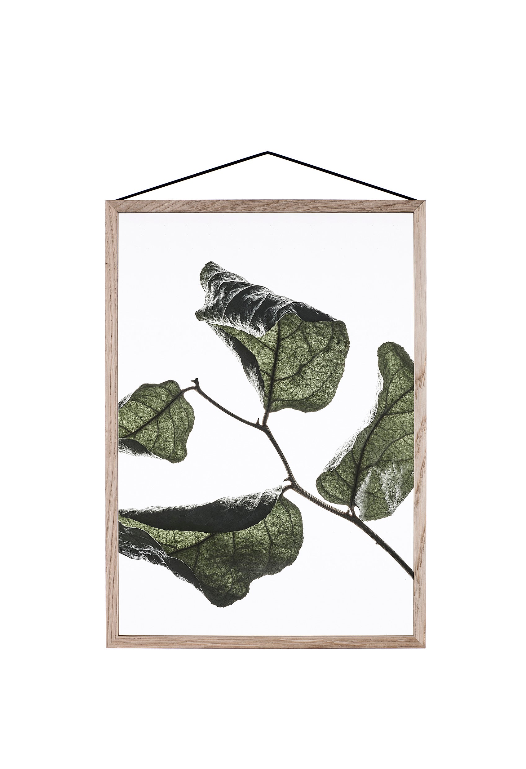 FLOATING LEAVES - transparent poster | Moebe