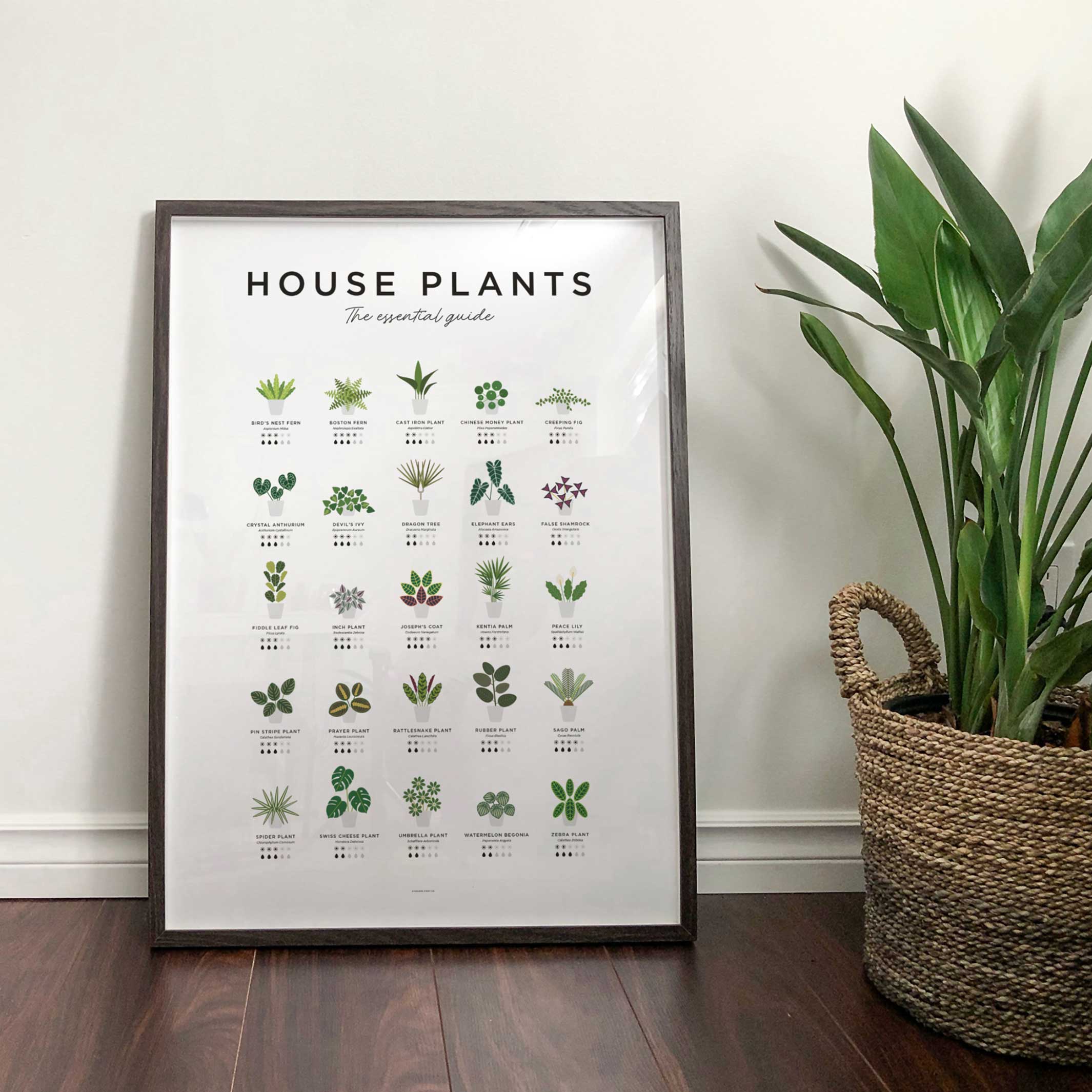 HOUSE PLANTS GUIDE - Zimmerpflanzen Poster 40x50 cm | Everlong Print