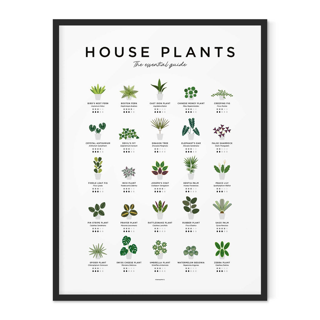 HOUSE PLANTS GUIDE - Zimmerpflanzen Poster 40x50 cm