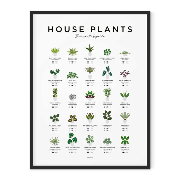 HOUSE PLANTS GUIDE - Zimmerpflanzen Poster 40x50 cm