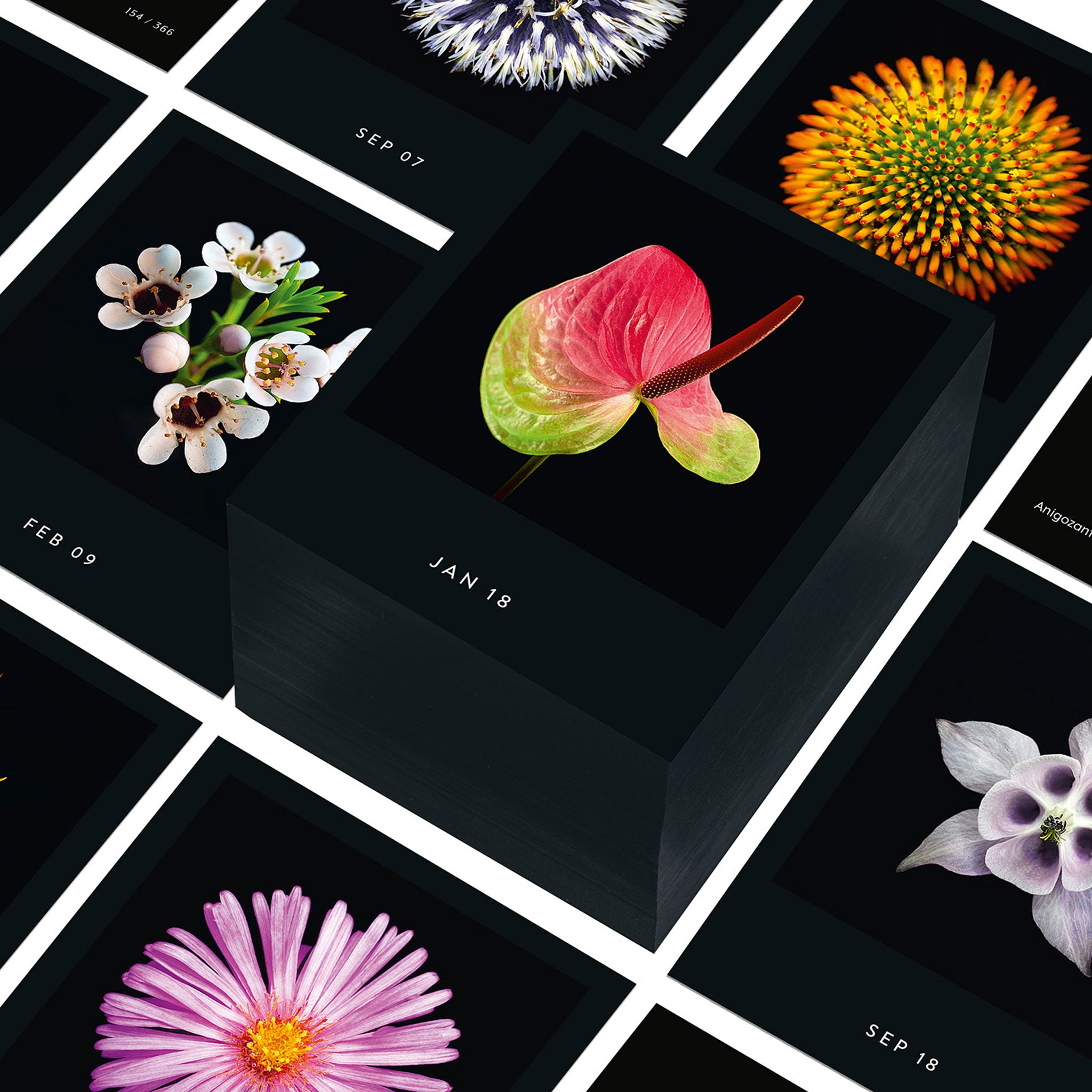 FLAMBOYANT FLOWERS | A flower a day | Blumen KALENDER | Nicolas Mériel | seltmann+söhne