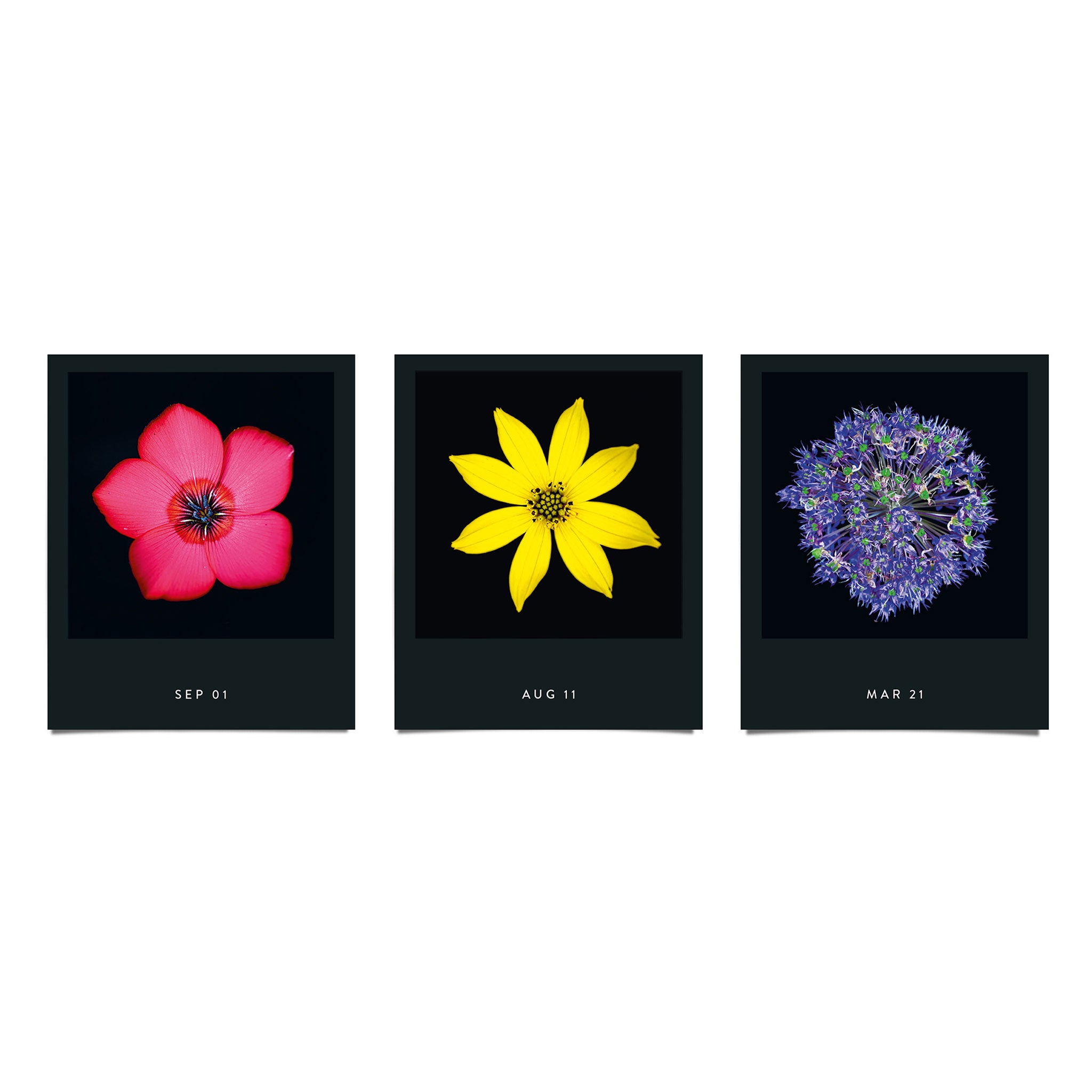 FLAMBOYANT FLOWERS | A flower a day | Blumen KALENDER | Nicolas Mériel | seltmann+söhne