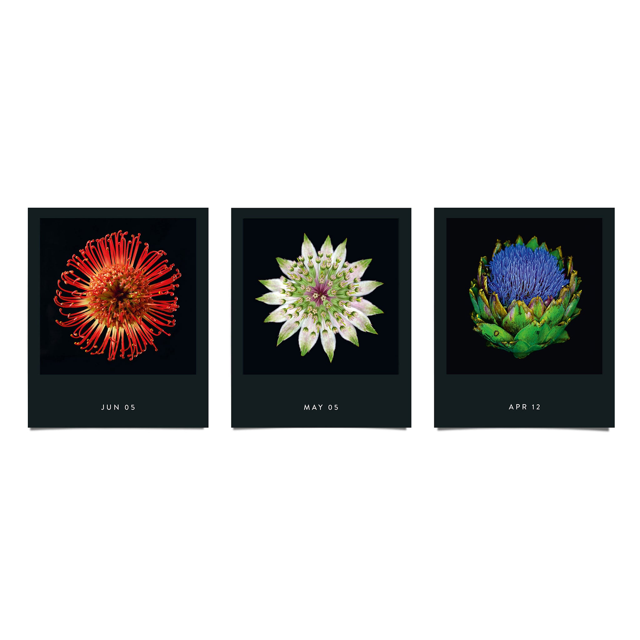 FLAMBOYANT FLOWERS | Une fleur par jour | CALENDRIER des fleurs | Nicolas Mériel | seltmann+söhne